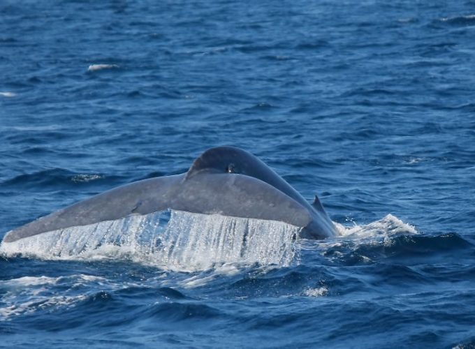Mirissa: Morning Whale Watching Tour