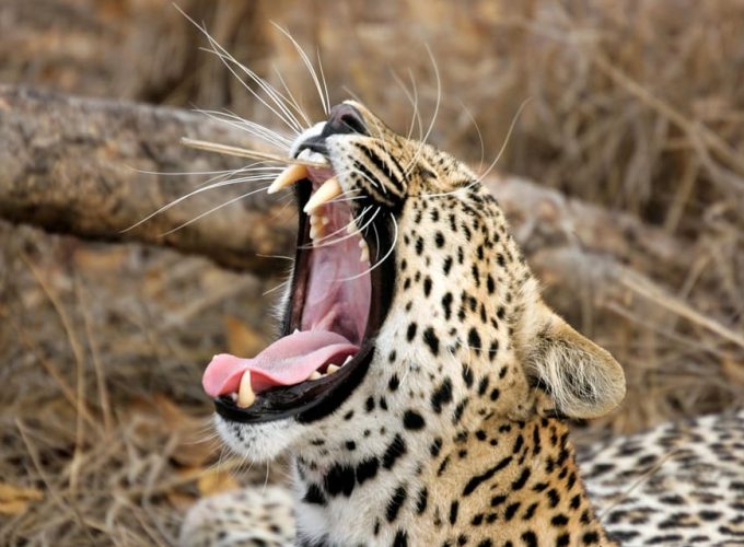 Hikkaduwa/Galle/Weligama/Mirissa: Yala National Park Safari